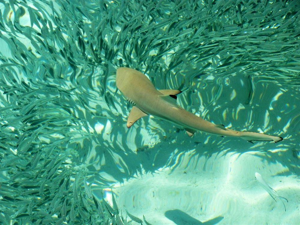 Isle Beach Inn Maldives Eksteriør bilde